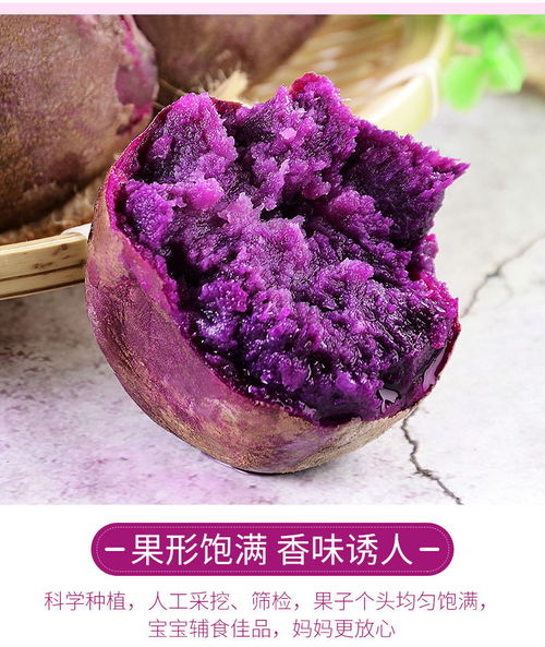 沙地小紫薯 香甜軟糯，秋日里的自然饋贈